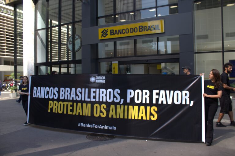 ONG internacional denuncia grandes bancos da América Latina e da Ásia por negligenciar bem-estar animal