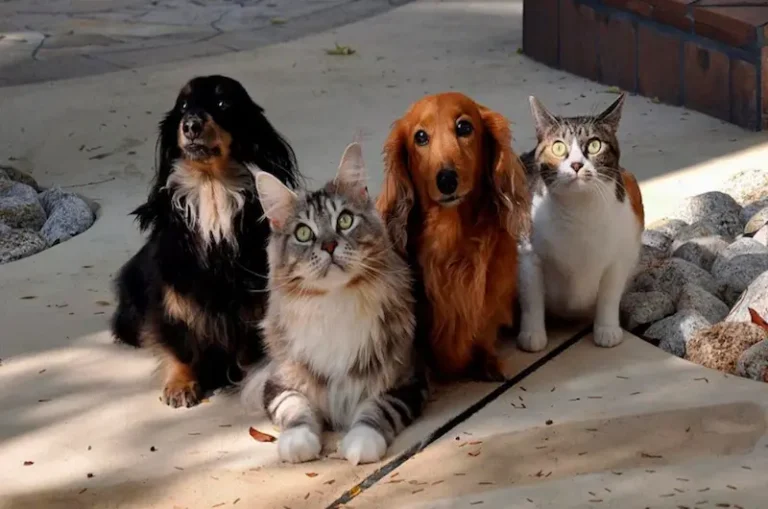 Prazo para inscrição de cães e gatos para castração no Centro de Controle de Zoonoses termina nesta quinta-feira