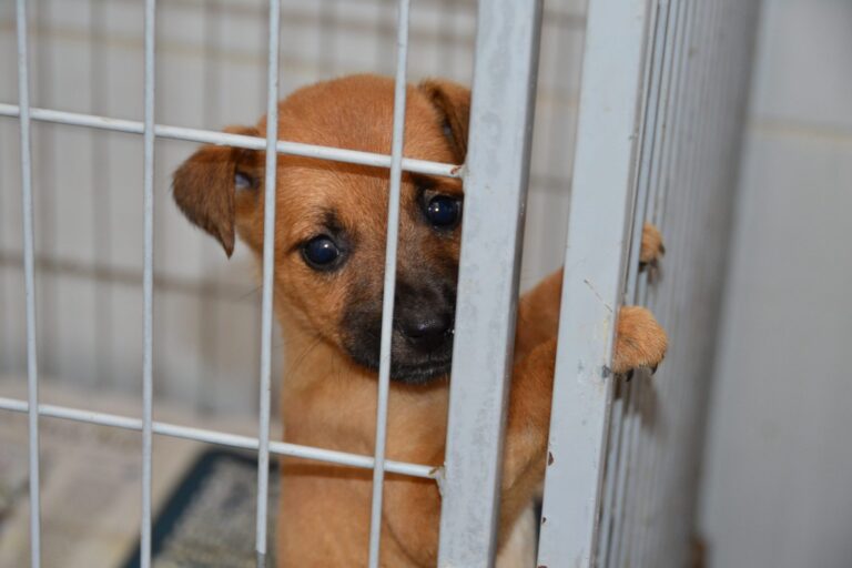 Paraíba Pet realiza mais de 400 castrações em seis municípios até o dia 30
