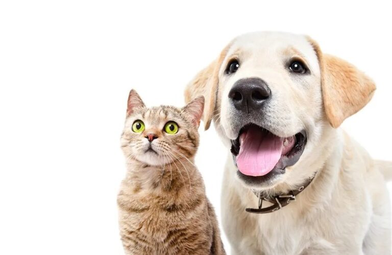 Pátio Paulista realiza nova edição de Pet Day com adoção de cães e gatos
