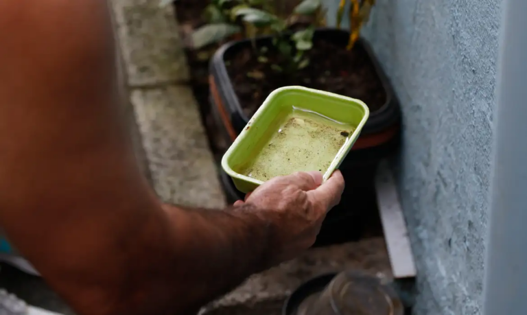 El Niño pode elevar incidência de chikungunya e dengue no Brasil