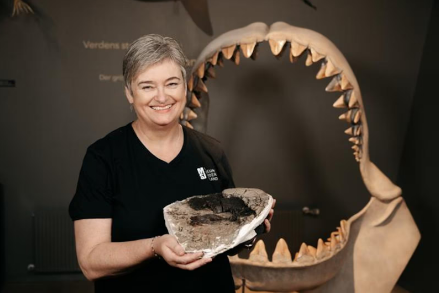 Descoberta de fóssil revela as dimensões impressionantes do megalodon