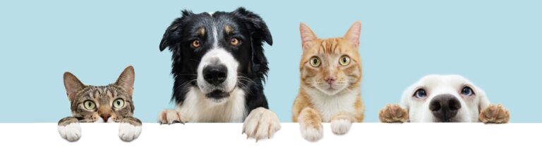 Pátio Paulista Realiza Nova Edição de Adoção Responsável de Cães e Gatos