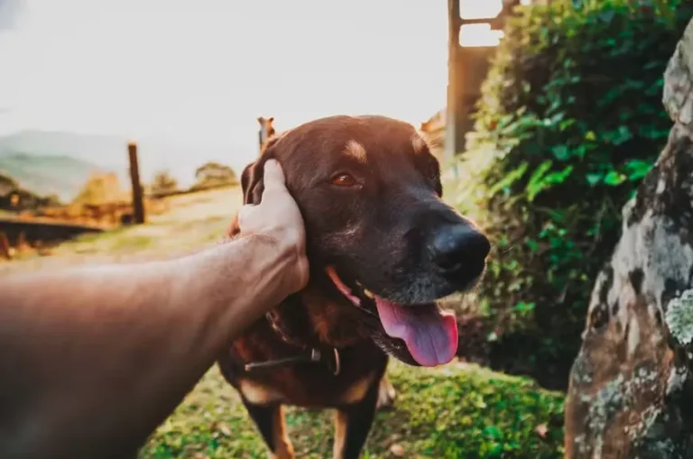 Amor pelos cães pode revelar traços de personalidade e fortalecer vínculos emocionais, aponta psicologia